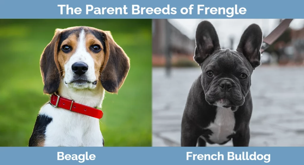 The parent breeds of Frengle
