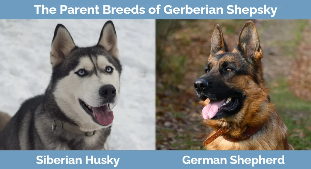 The parent breeds of Gerberian Shepsky