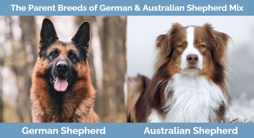 The parent breeds of German & Australian Shepherd Mix