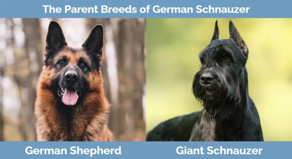 The parent breeds of German Schnauzer