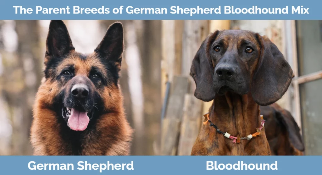 The parent breeds of German Shepherd Bloodhound Mix