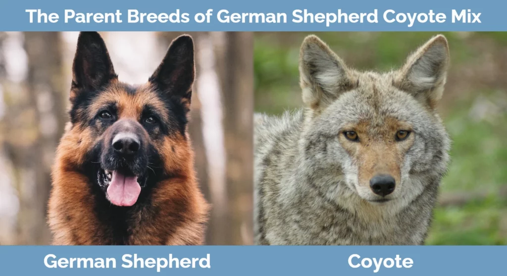 The parent breeds of German Shepherd Coyote Mix