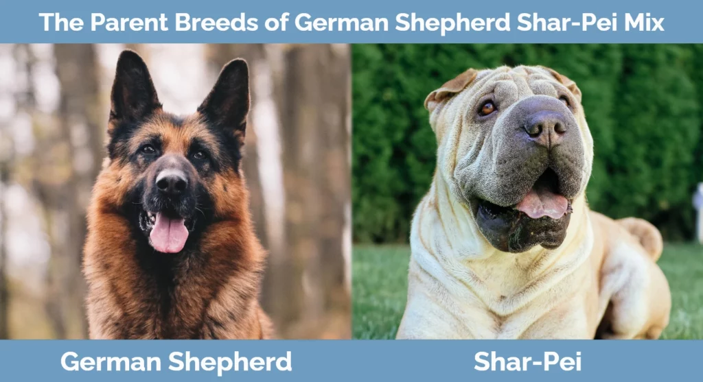 The parent breeds of German Shepherd Shar-Pei Mix