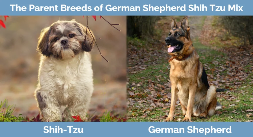 The parent breeds of German Shepherd Shih Tzu Mix