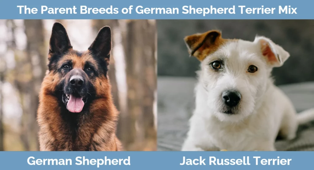 The parent breeds of German Shepherd Terrier Mix