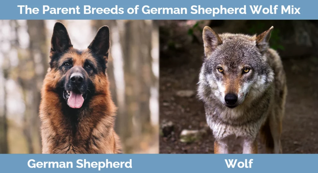 The parent breeds of German Shepherd Wolf Mix