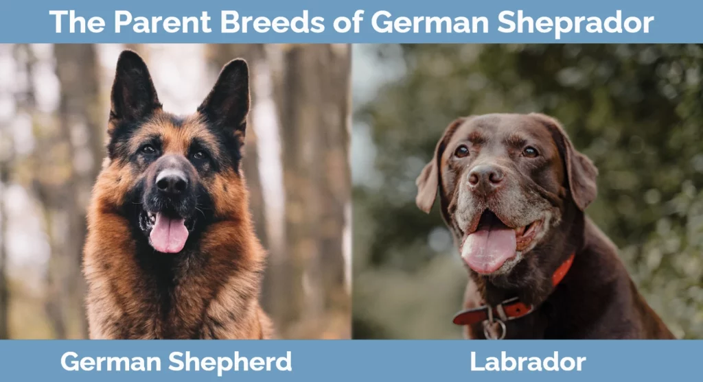 The parent breeds of German Sheprador