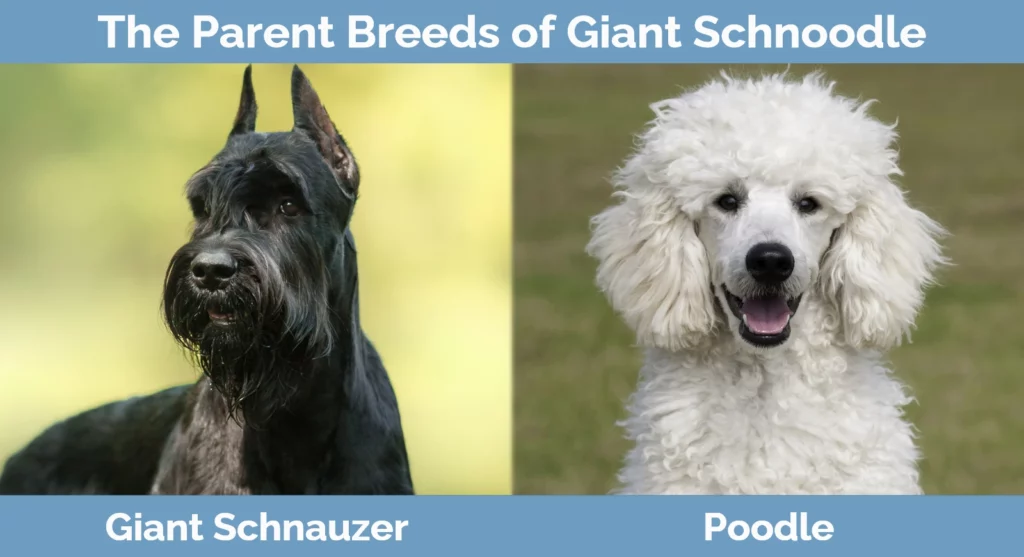 The parent breeds of Giant Schnoodle