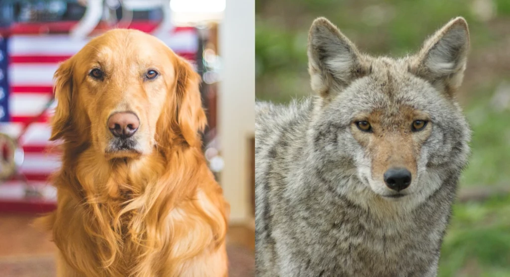 The parent breeds of Golden Retriever Coyote