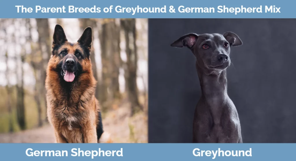 The parent breeds of Greyhound & German Shepherd Mix