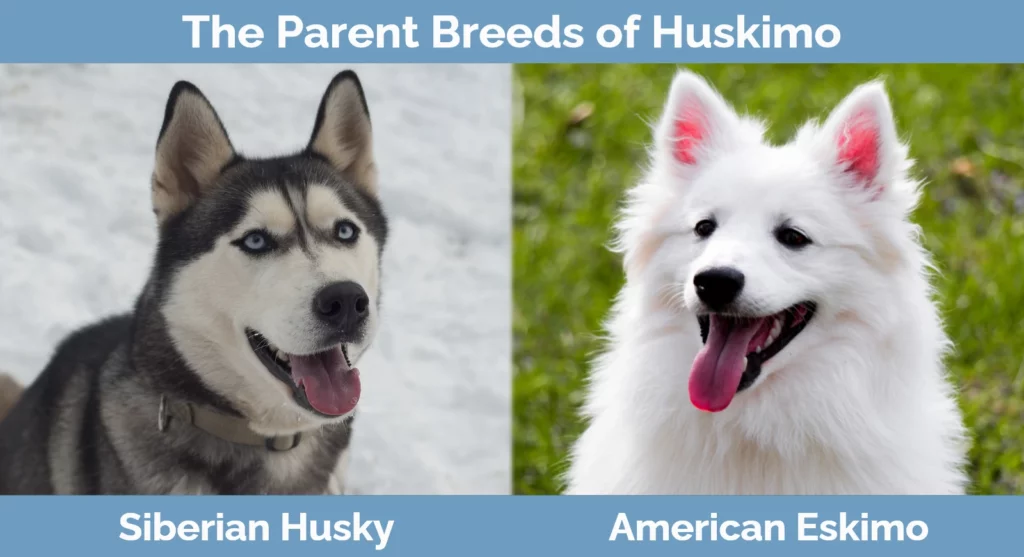 The parent breeds of Huskimo