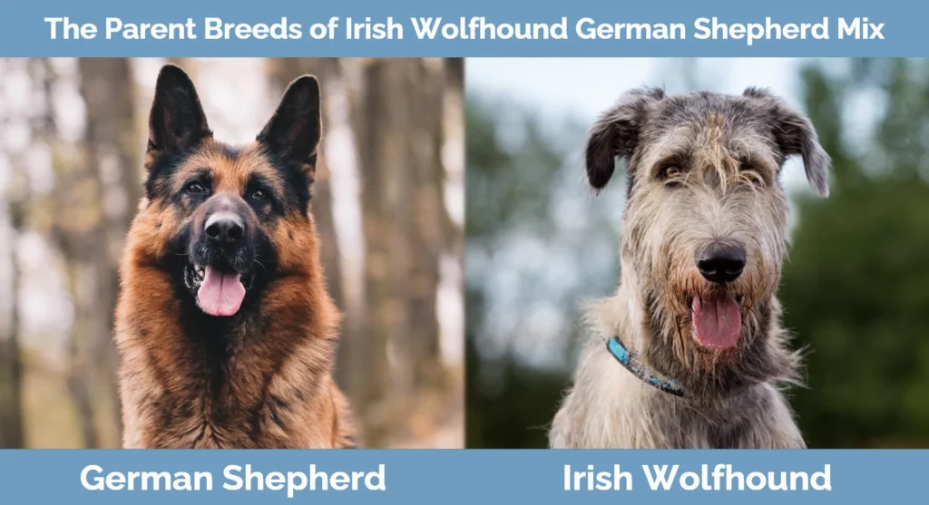 The parent breeds of Irish Wolfhound German Shepherd Mix