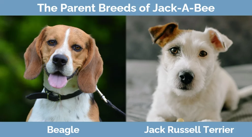 The parent breeds of Jack-A-Bee