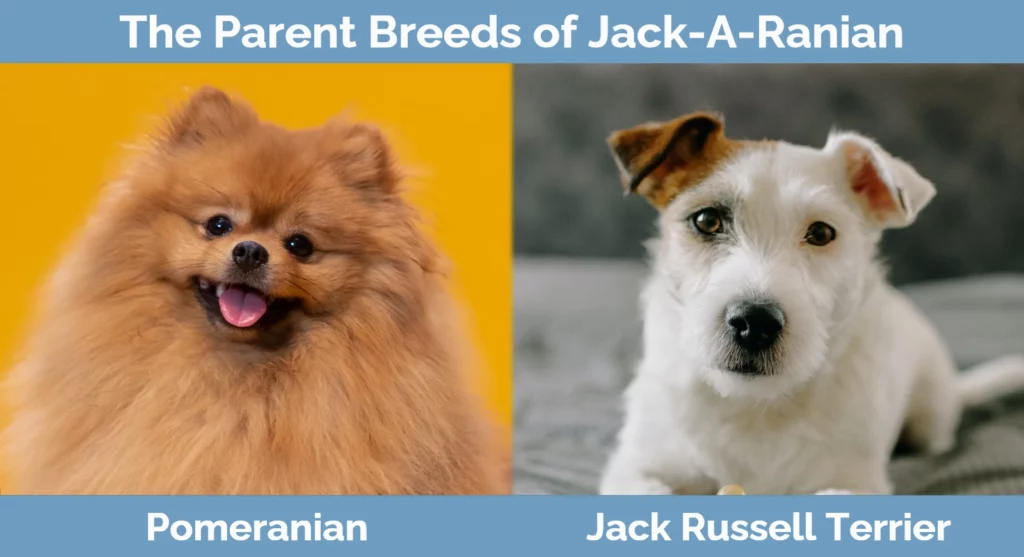 The parent breeds of Jack-A-Ranian