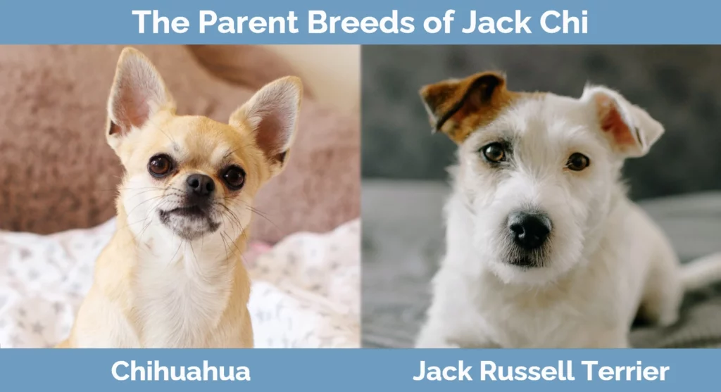 The parent breeds of Jack Chi