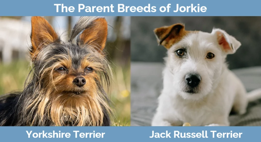 The parent breeds of Jorkie