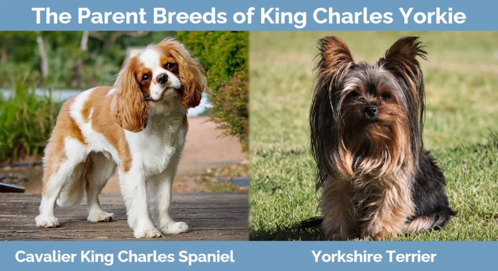 The parent breeds of King Charles Yorkie