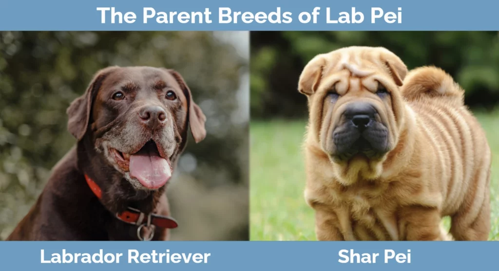 The parent breeds of Lab Pei