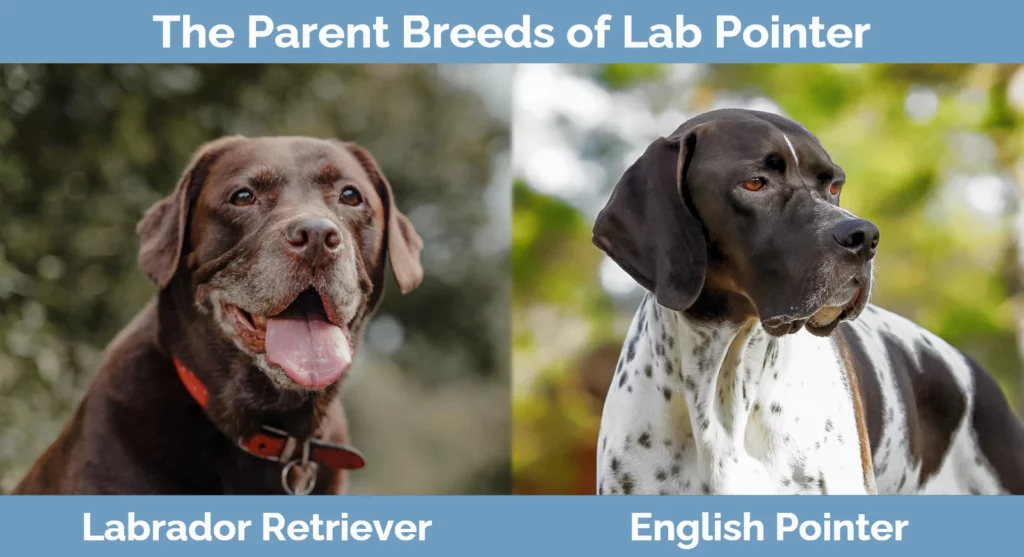 The parent breeds of Lab Pointer
