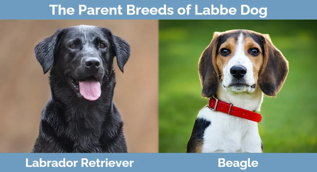 The parent breeds of Labbe Dog