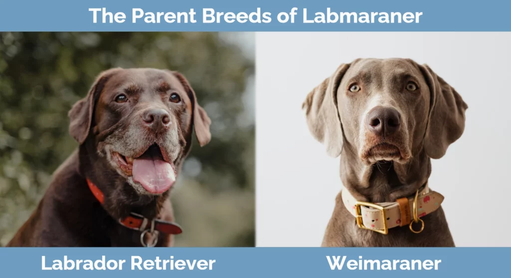 The parent breeds of Labmaraner