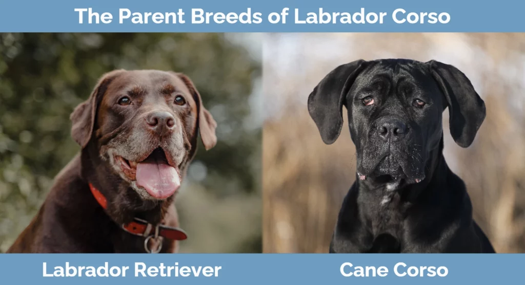 The parent breeds of Labrador Corso
