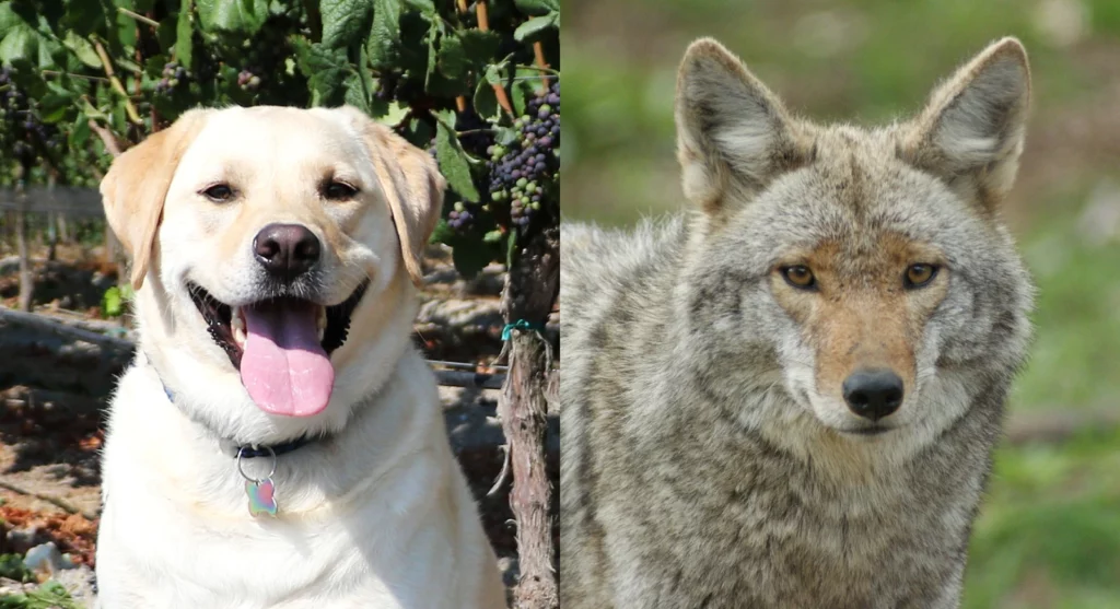 The parent breeds of Labrador Retriever Coyote