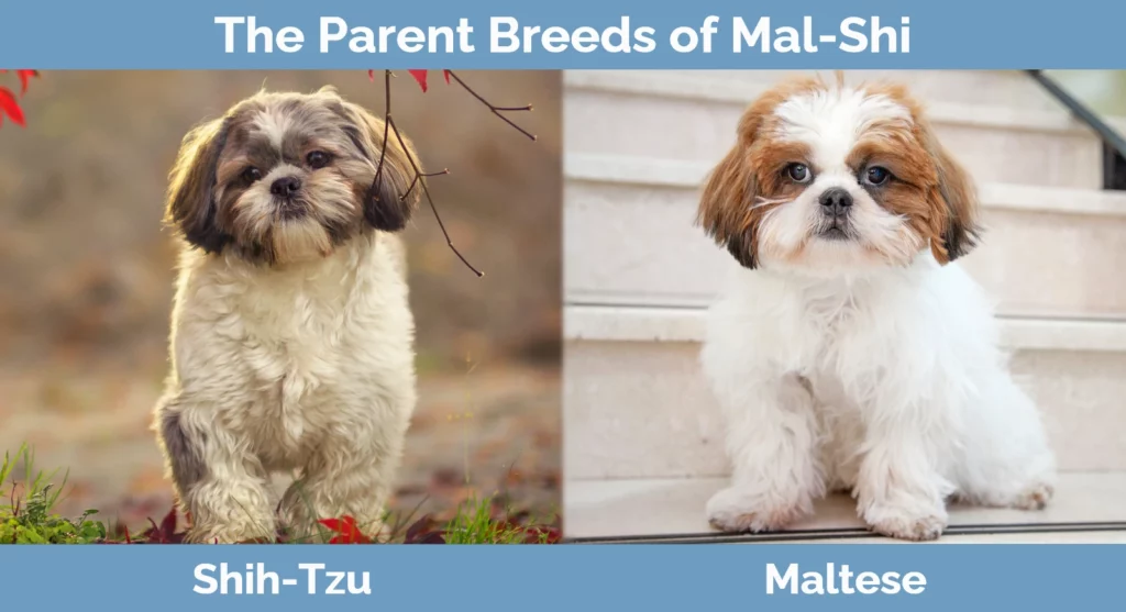 The parent breeds of Mal-Shi