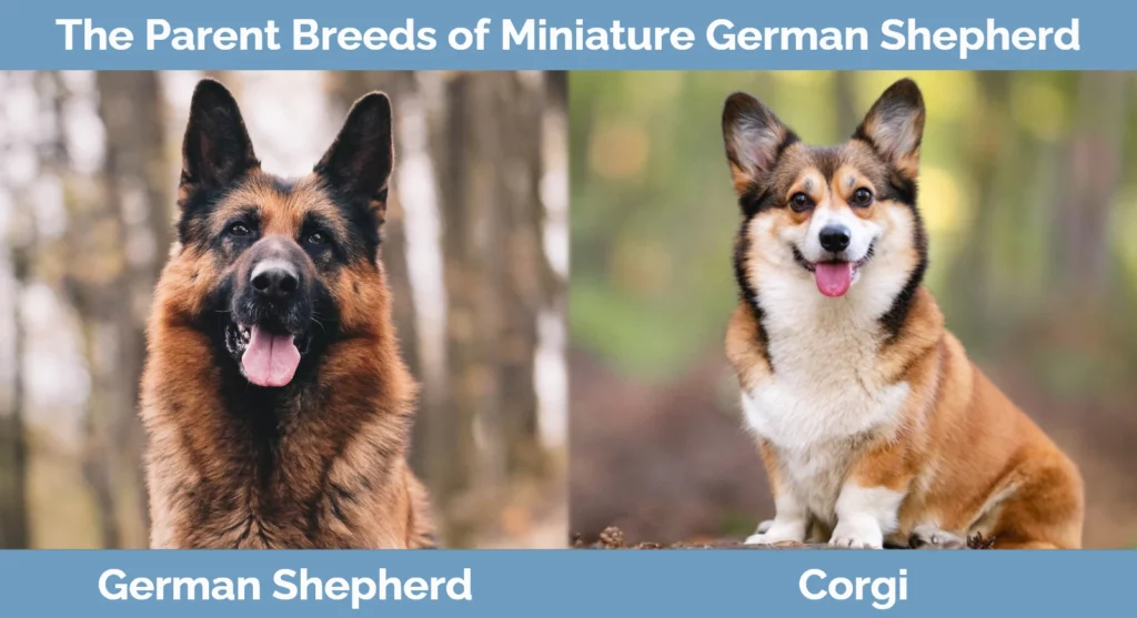 The parent breeds of Miniature German Shepherd