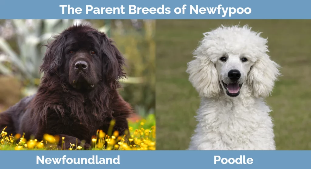 The parent breeds of Newfypoo