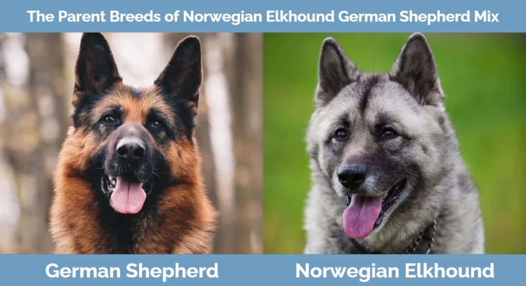 The parent breeds of Norwegian Elkhound German Shepherd Mix