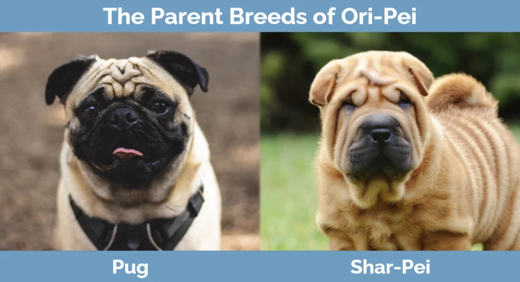 The parent breeds of Ori-Pei