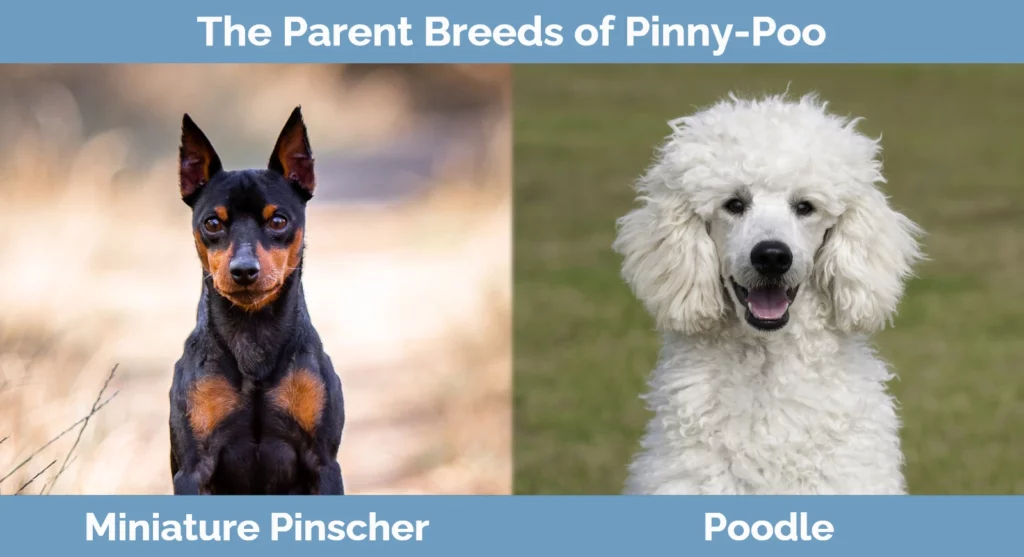 The parent breeds of Pinny-Poo