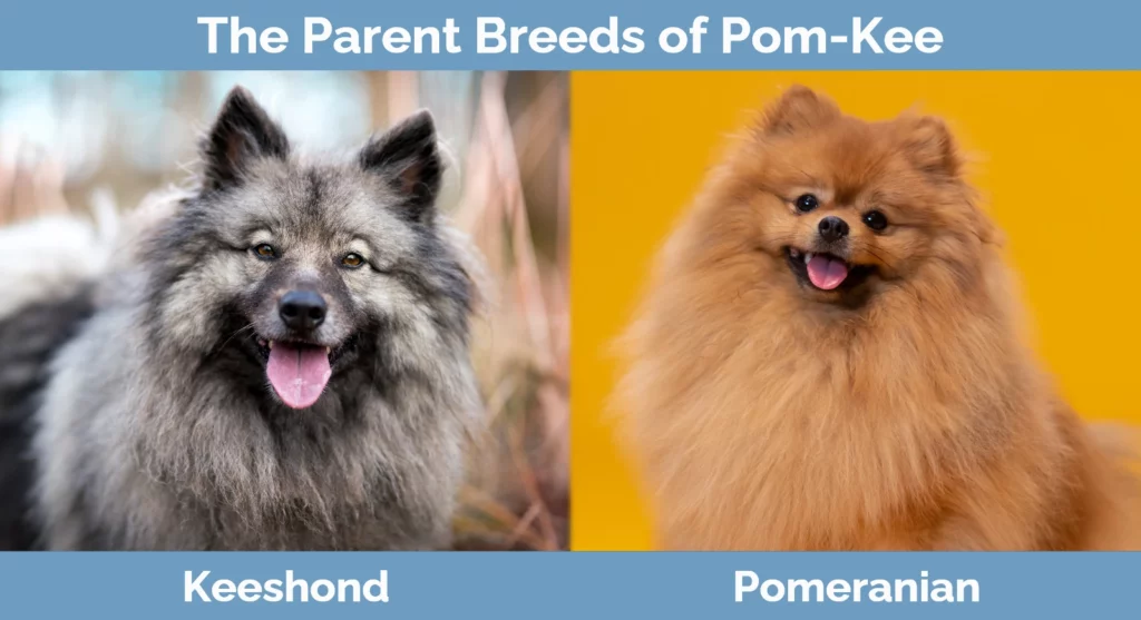 The parent breeds of Pom-Kee