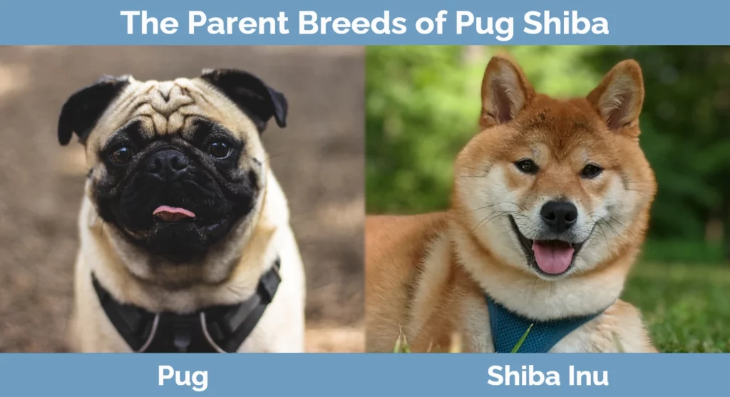 The parent breeds of Pug Shiba