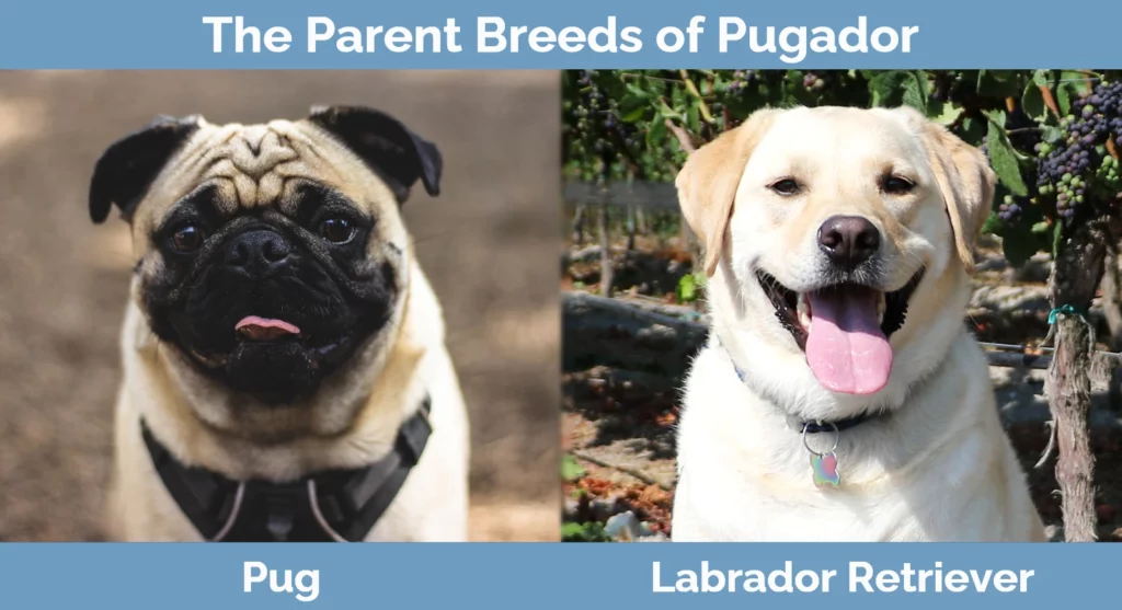 The parent breeds of Pugador