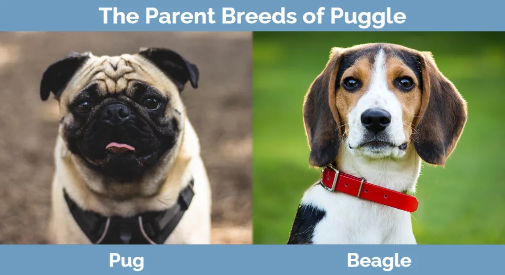 The parent breeds of Puggle