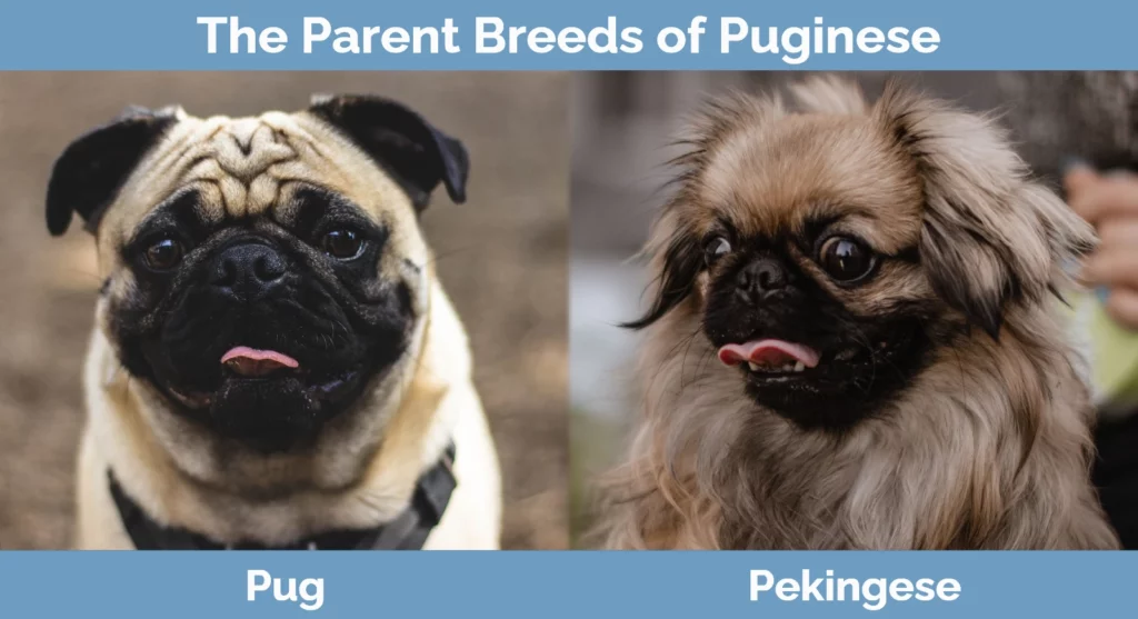 The parent breeds of Puginese