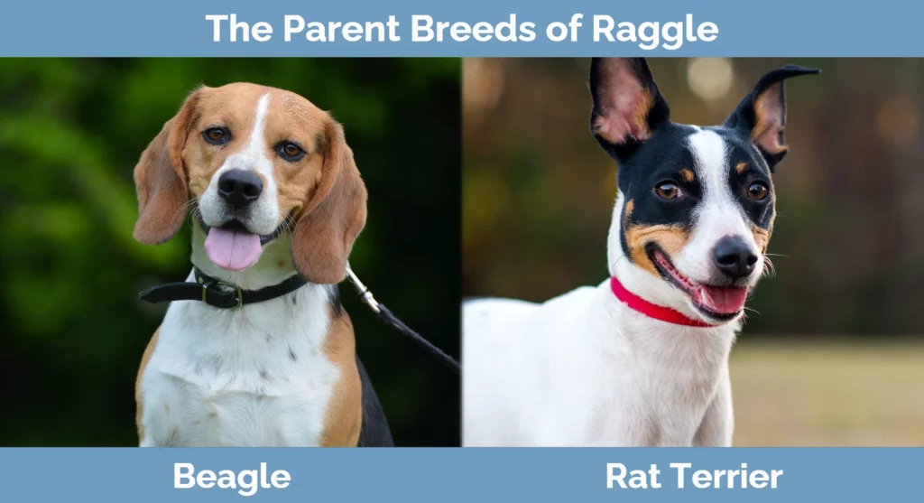 The parent breeds of Raggle