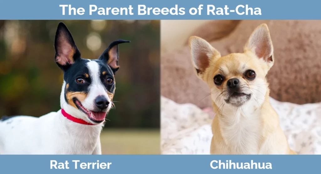 The parent breeds of Rat-Cha