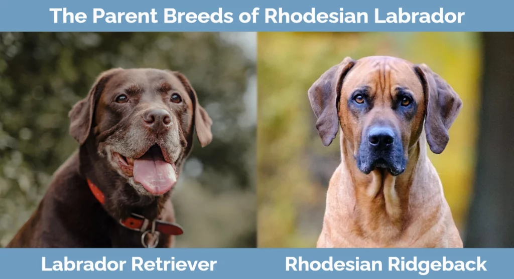 The parent breeds of Rhodesian Labrador