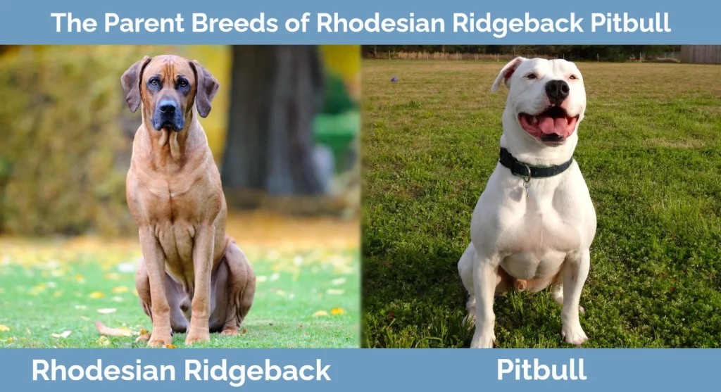 The parent breeds of Rhodesian Ridgeback Pitbull Mix