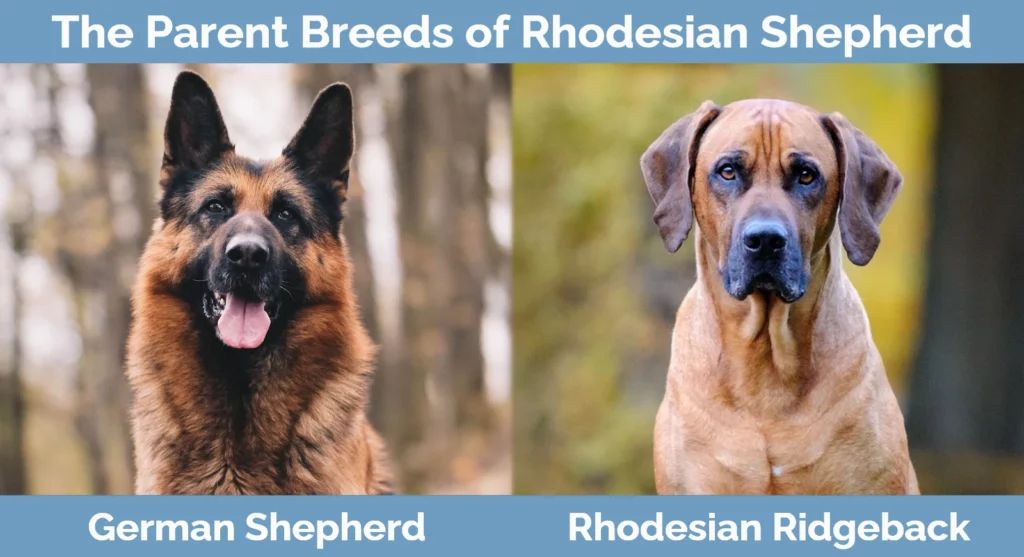 The parent breeds of Rhodesian Shepherd