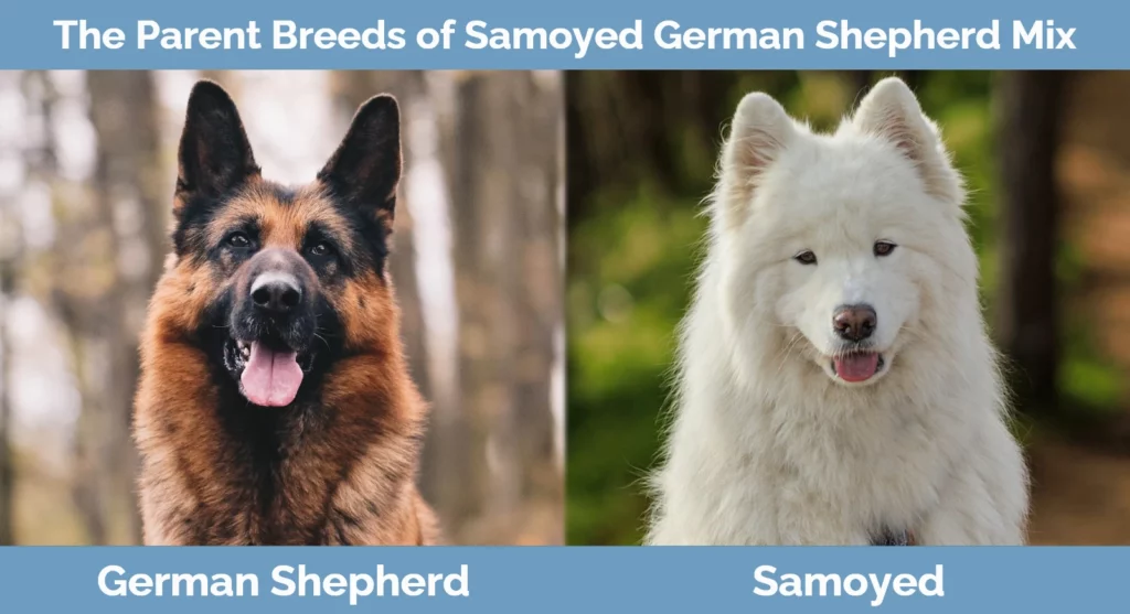 The parent breeds of Samoyed German Shepherd Mix