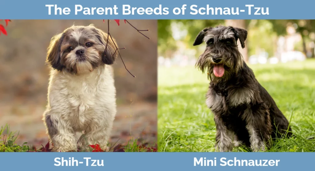 The parent breeds of Schnau-Tzu