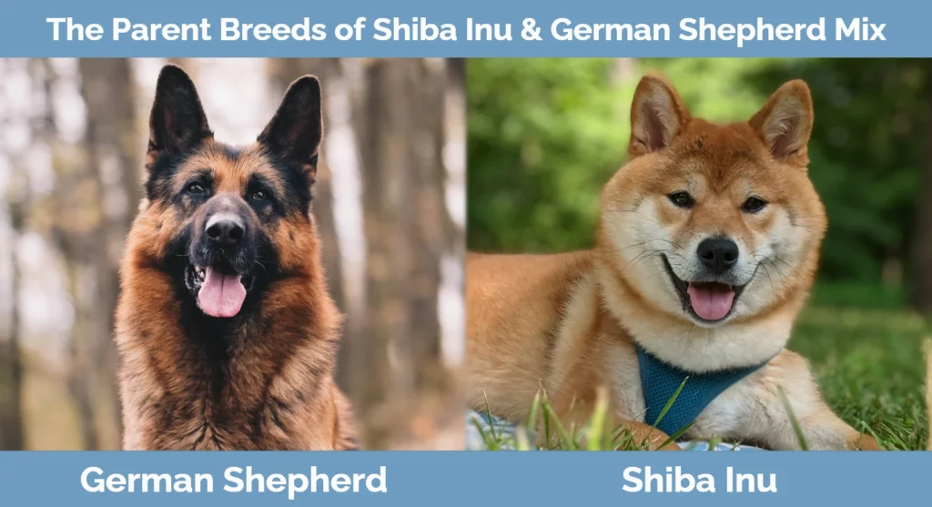 The parent breeds of Shiba Inu & German Shepherd Mix