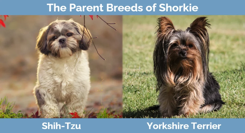 The parent breeds of Shorkie