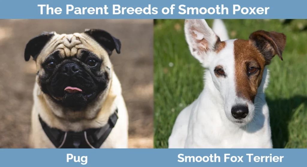 The parent breeds of Smooth Poxer