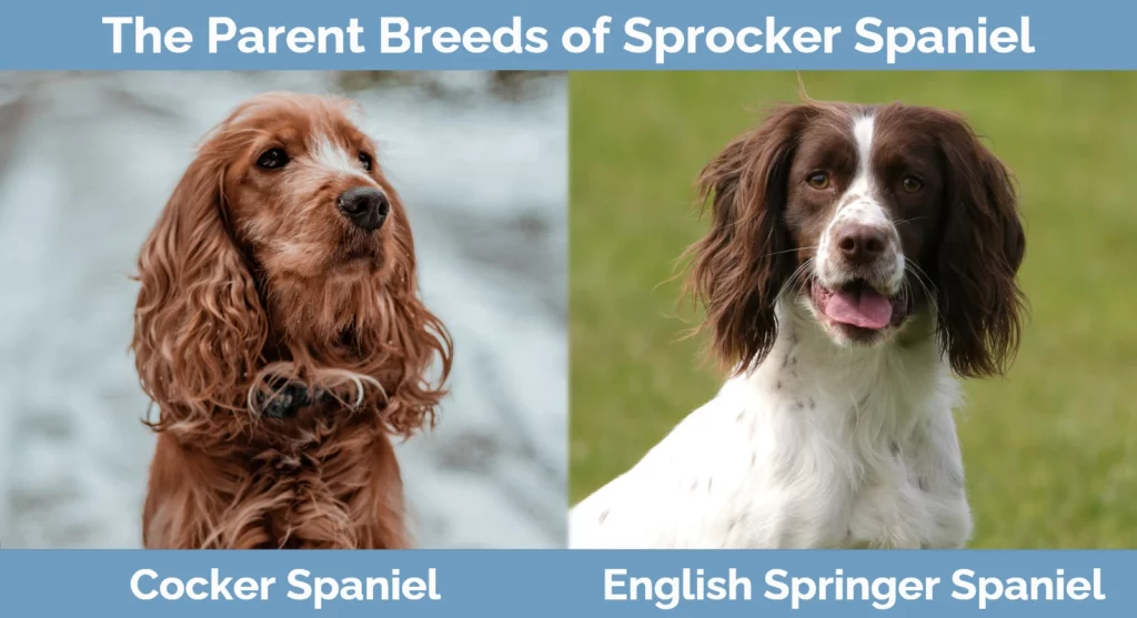 The parent breeds of Sprocker Spaniel