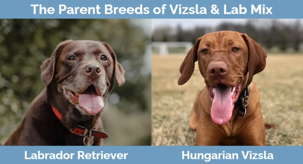 The parent breeds of Vizsla & Lab Mix